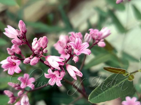 Sword-Leaf Dogbane