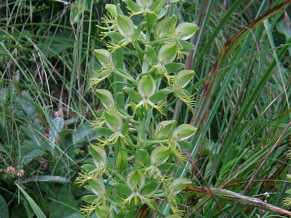 Sword-Leaf Habenaria