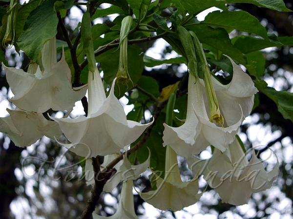 Tall Datura