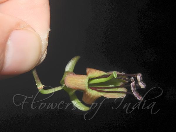 Tapering-Leaf Blushwort