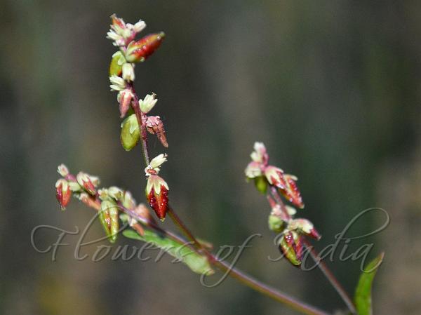 Tartary Buckwheat