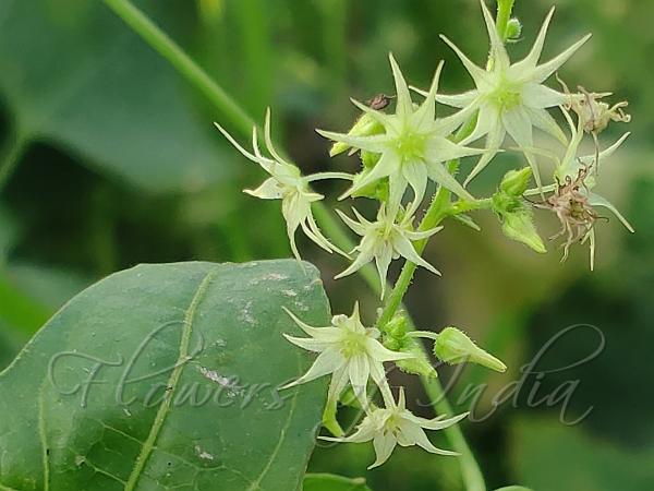 Tender Ray-Flower Gourd