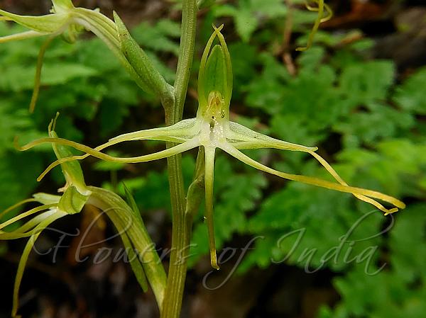 Tentacled Deccan Habenaria