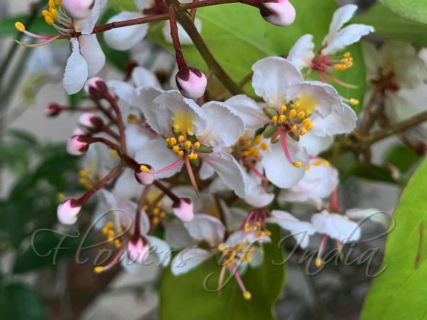 Thai Helicopter Flower