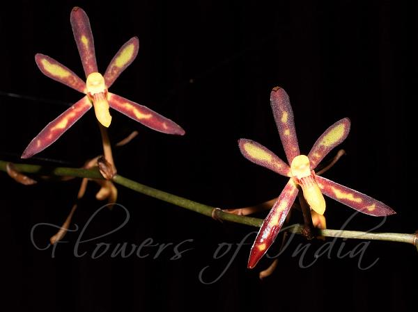 Thick-Lip Spider Orchid