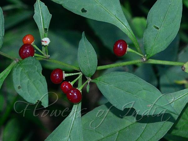 Thick-Petal Nightshade