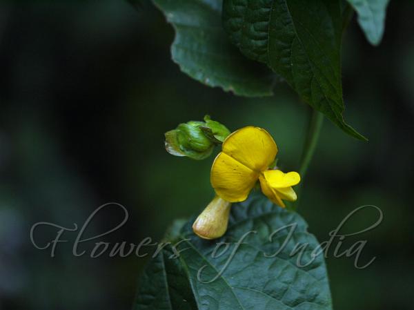 Thick-Stemmed Cajanus