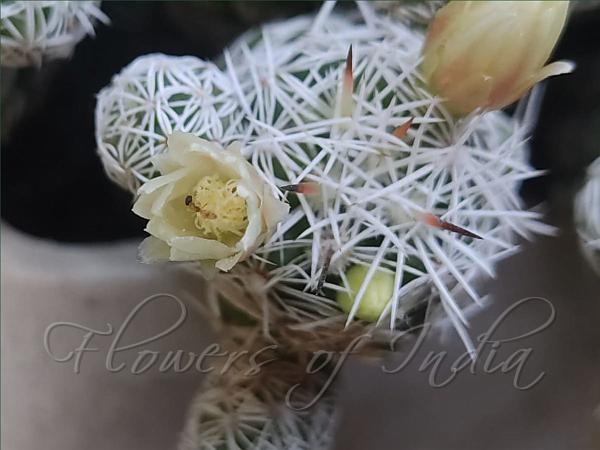 Thimble Cactus