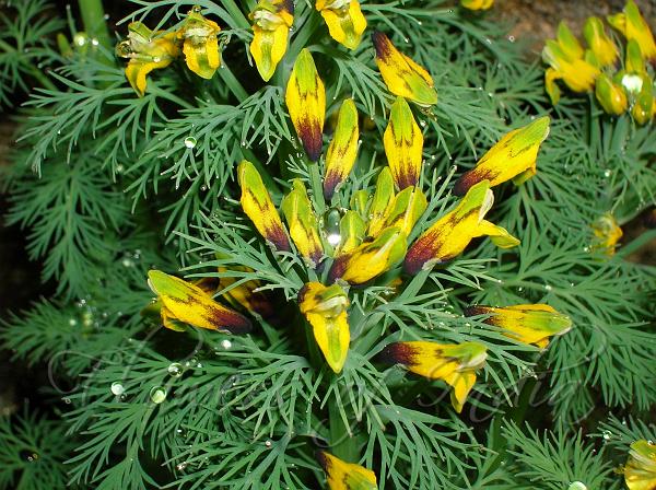 Threadleaf Corydalis