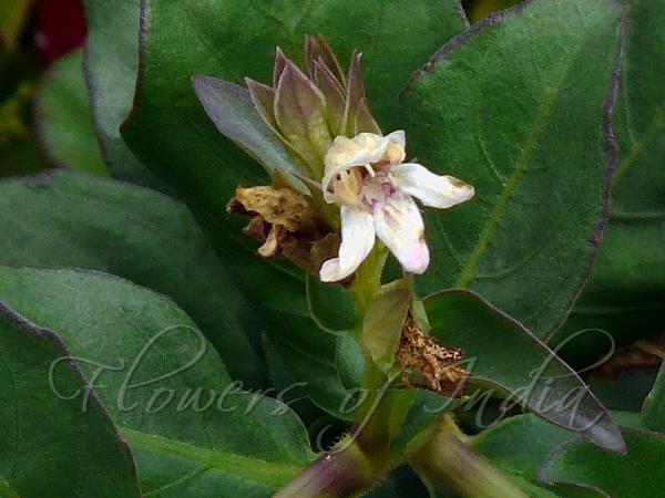 Three Nerved Squirrel Tail