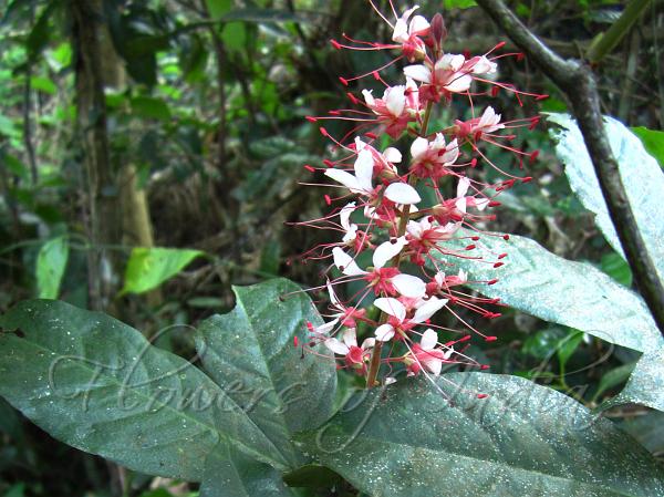 Three-Petal Humboldtia