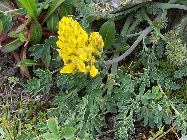 Thyrse Corydalis