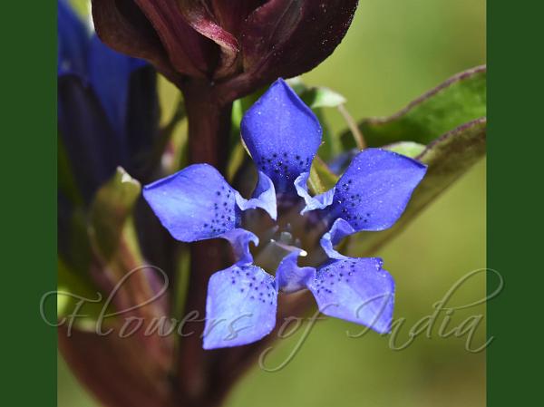 Tian-Shan Gentian