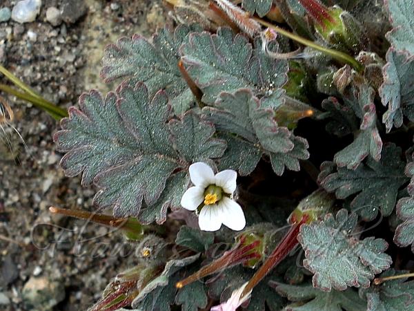 Tibetan Alpine-Geranium