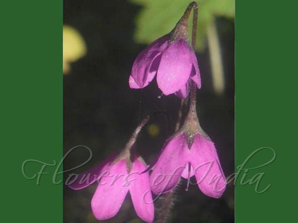 Tibetan Bell Primrose