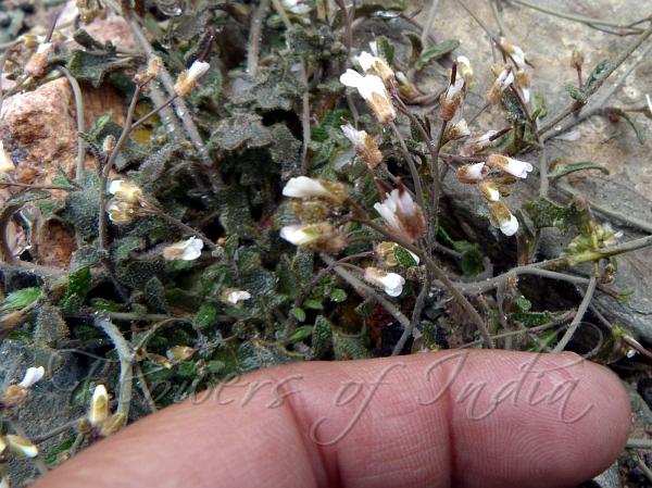 Tibetan Rock-Cress