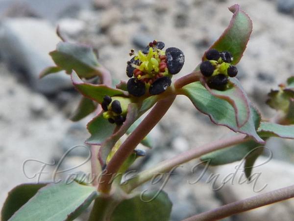 Tibetan Spurge