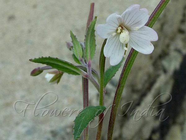 Tibetan Willow-Herb