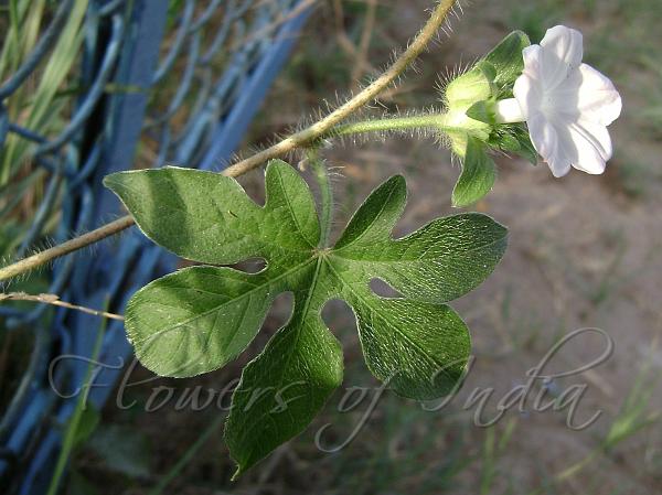 Tiger Foot Morning Glory