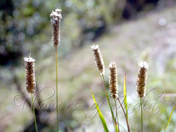 Timothy Grass