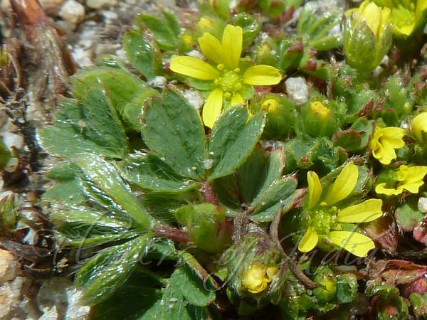 Tiny Hairy Cinquefoil