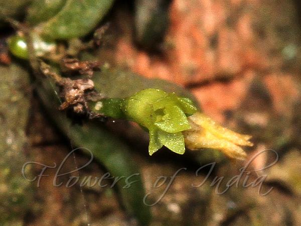 Tiny Ribbon-Leaf Orchid