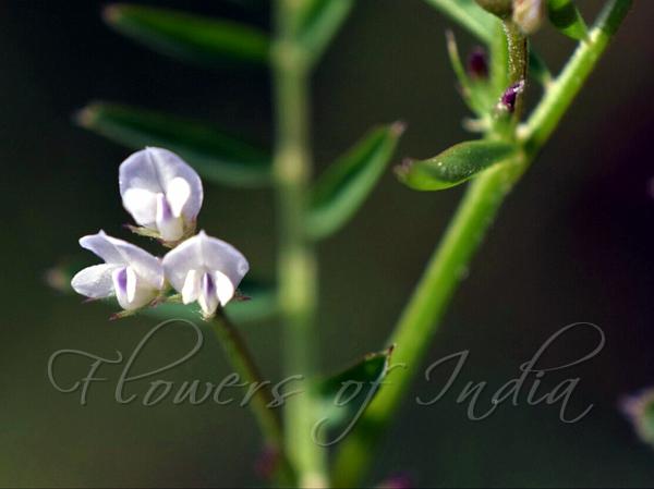 Tiny Vetch