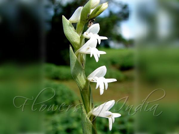 Toothbrush Orchid