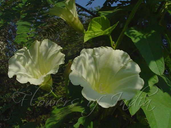Transparent Wood Rose