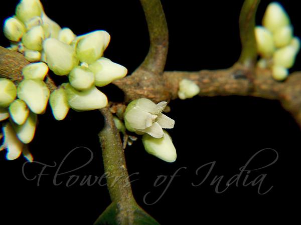 Travancore Top-Fruit Tree