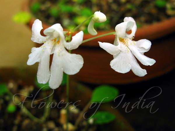 Tree-Dwelling Balsam