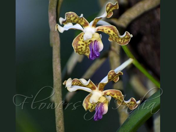 Tricolor Vanda