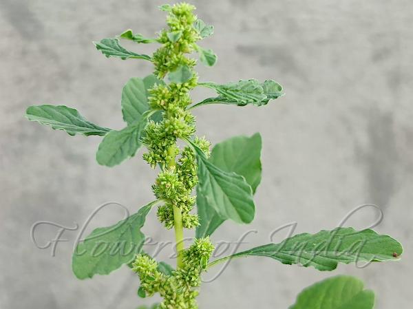Tropical Amaranth