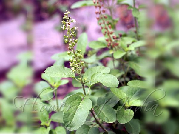 Tulsi