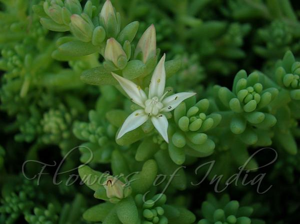 Turkish Sedum