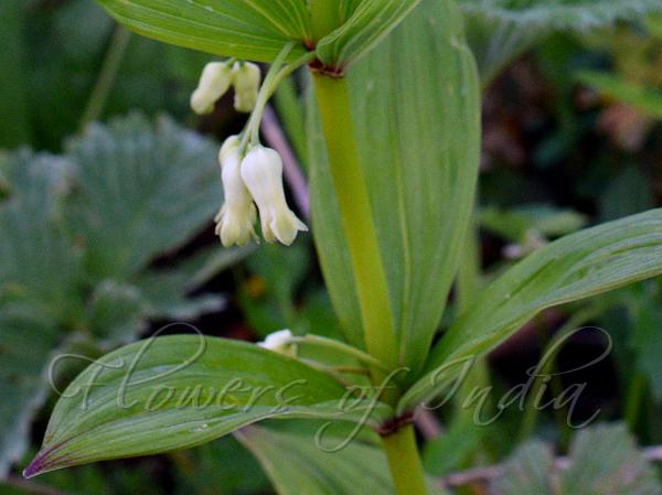 Twin-Flower Solomon Seal