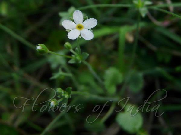 Umbelled Rock Jasmine