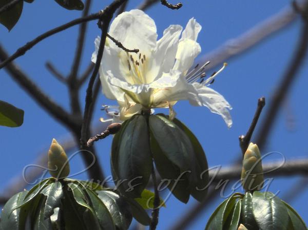 Unequal-Flowers Rhododendron