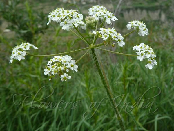 Upright Hedge Parsley