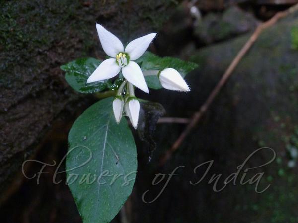 Variable-Leaf Corn-Cockle