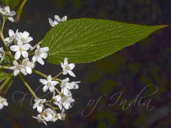 Veined-Leaf Viburnum