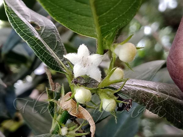 Veined-Leaf Wool-Flower