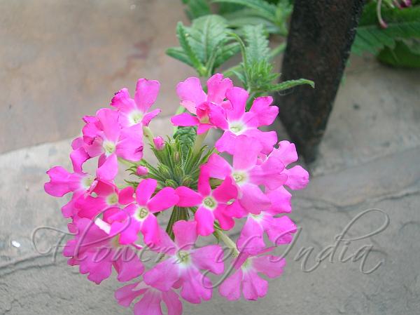 Verbena