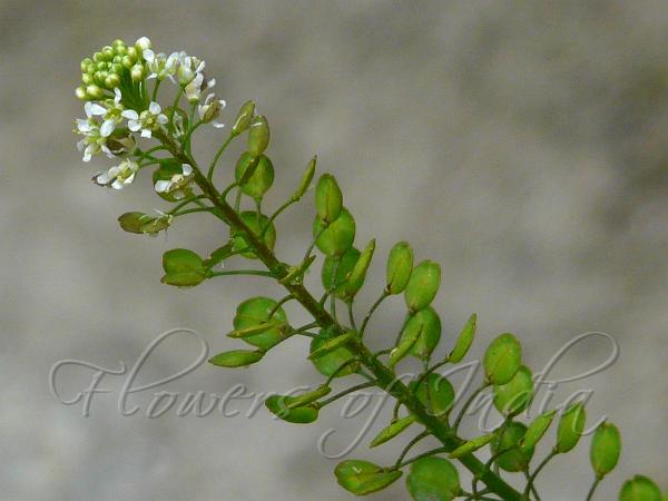 Virginia Pepperweed
