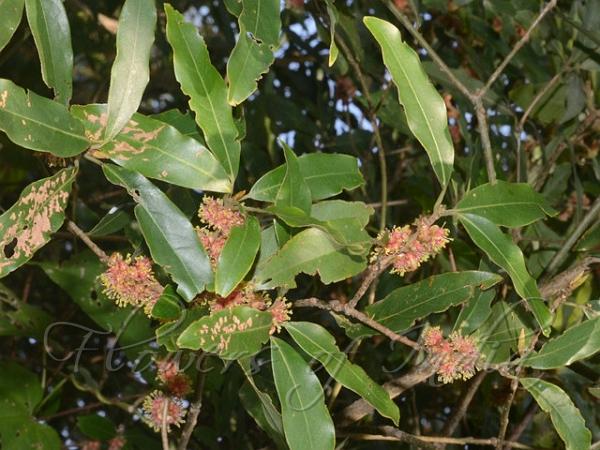 Warty Eustigma