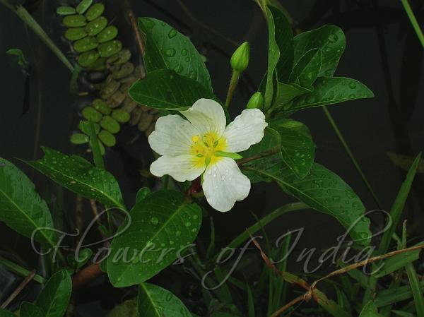 Water Primrose