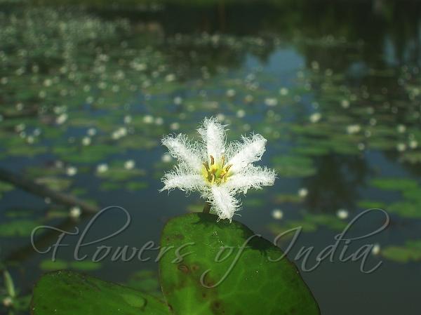 Water Snowflake