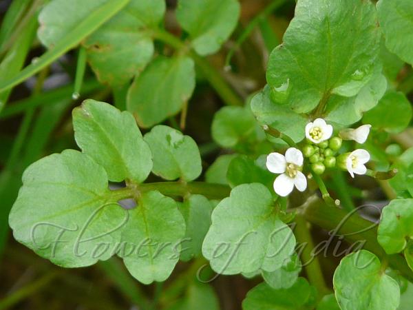 Watercress