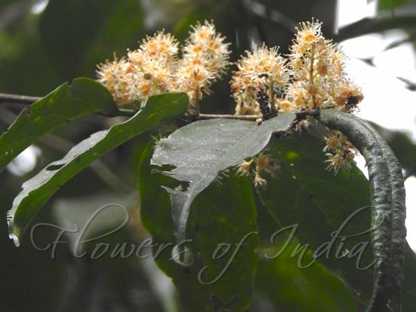 Wavy-Leaf Himalayan Cherry