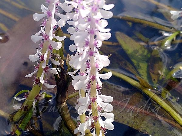 Wavy-Leaf Lace Plant